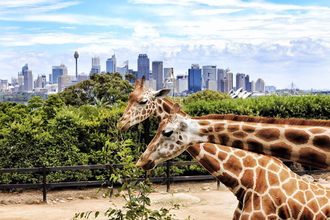 Go Sydney Explorer Pass With Hop-on Hop-Off Bus, Taronga Zoo And More - Mackay Tourism 5