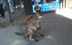 Port Stephens Day Tour With Dolphin Watching, Sandboarding & Australian Wildlife - thumb 5