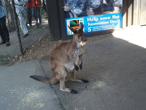 Port Stephens Day Tour With Dolphin Watching, Sandboarding & Australian Wildlife - Mackay Tourism 5