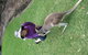 Port Stephens Day Tour With Dolphin Watching, Sandboarding & Australian Wildlife - thumb 19