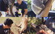 Port Stephens Day Tour With Dolphin Watching, Sandboarding & Australian Wildlife - thumb 11