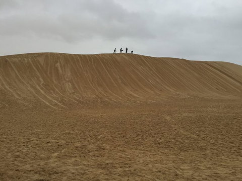 Port Stephens Day Tour With Dolphin Watching, Sandboarding & Australian Wildlife - Mackay Tourism 13