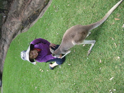 Port Stephens Day Tour With Dolphin Watching, Sandboarding & Australian Wildlife - Mackay Tourism 20