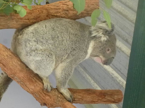 Blue Mountains Day Trip From Sydney Including Scenic World - Mackay Tourism 3