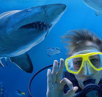 Shark Dive Xtreme at SEA LIFE Sydney Aquarium - Mackay Tourism