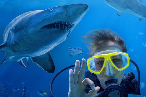 Shark Dive Xtreme At SEA LIFE Sydney Aquarium - Mackay Tourism 0