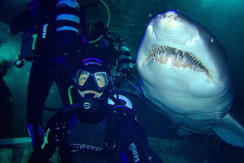 Shark Dive Xtreme At SEA LIFE Sydney Aquarium - Mackay Tourism 5