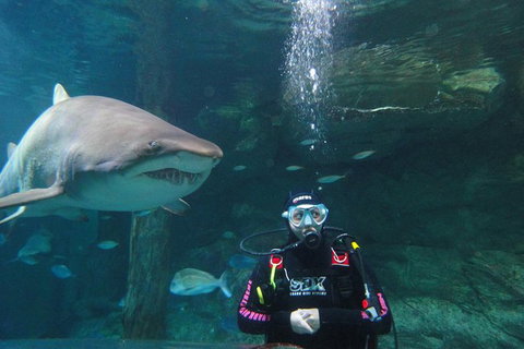 Shark Dive Xtreme At SEA LIFE Sydney Aquarium - Mackay Tourism 6