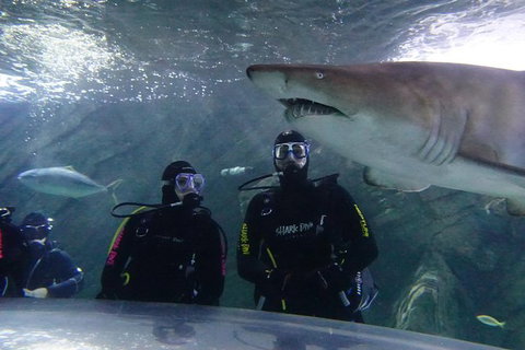 Shark Dive Xtreme At SEA LIFE Sydney Aquarium - Mackay Tourism 7