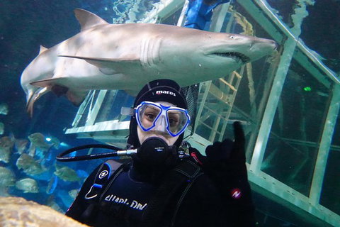 Shark Dive Xtreme At SEA LIFE Sydney Aquarium - Mackay Tourism 4