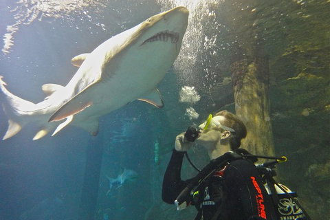 Shark Dive Xtreme At SEA LIFE Sydney Aquarium - Mackay Tourism 3