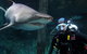 Shark Dive Xtreme At SEA LIFE Sydney Aquarium - thumb 8