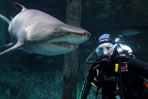 Shark Dive Xtreme At SEA LIFE Sydney Aquarium - Mackay Tourism 8