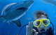 Shark Dive Xtreme At SEA LIFE Sydney Aquarium - thumb 2