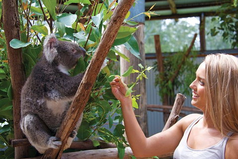 Private Guided Tour: Blue Mountains Tour From Sydney - Mackay Tourism 8