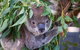 Private Guided Tour: Blue Mountains Tour From Sydney - thumb 4