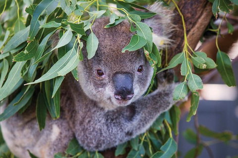 Private Guided Tour: Blue Mountains Tour From Sydney - Mackay Tourism 4