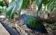 Sydney Taronga Zoo General Entry Ticket - thumb 18