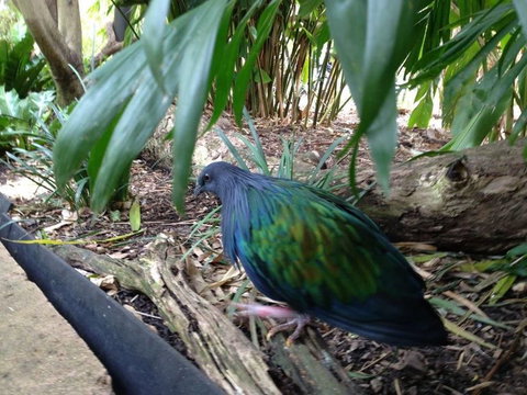 Sydney Taronga Zoo General Entry Ticket - Mackay Tourism 18