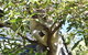 Sydney Taronga Zoo General Entry Ticket - thumb 1