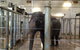 Sydney Taronga Zoo General Entry Ticket - thumb 17