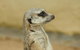 Sydney Taronga Zoo General Entry Ticket - thumb 13