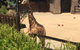 Sydney Taronga Zoo General Entry Ticket - thumb 6