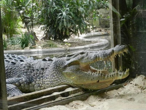 Sydney Taronga Zoo General Entry Ticket - Mackay Tourism 15