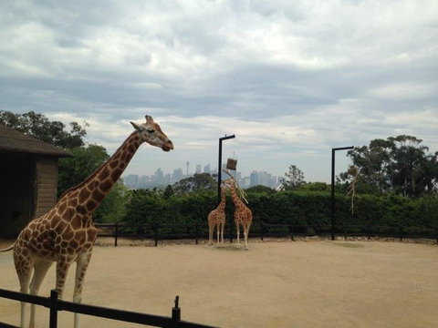 Sydney Taronga Zoo General Entry Ticket - Mackay Tourism 23