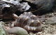 Sydney Taronga Zoo General Entry Ticket - thumb 21