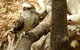 Sydney Taronga Zoo General Entry Ticket - thumb 16