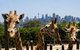Sydney Taronga Zoo General Entry Ticket - thumb 0