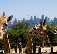 Sydney Taronga Zoo General Entry Ticket - Mackay Tourism