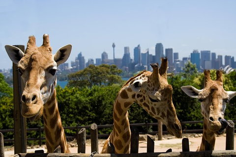 Sydney Taronga Zoo General Entry Ticket - Mackay Tourism 0