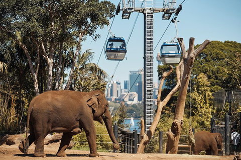 Sydney Taronga Zoo General Entry Ticket - Mackay Tourism 32