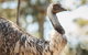 Sydney Taronga Zoo General Entry Ticket - thumb 31
