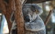 Sydney Taronga Zoo General Entry Ticket - thumb 30