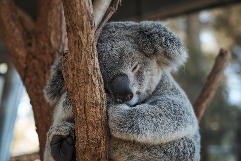 Sydney Taronga Zoo General Entry Ticket - Mackay Tourism 30