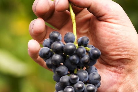Scenic Hunter Valley Winery Tour With Boutique Wineries & Local Cheese - Mackay Tourism 5