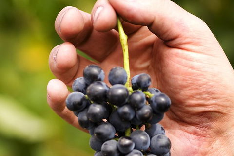 Scenic Hunter Valley Winery Tour With Boutique Wineries & Local Cheese - Mackay Tourism 8