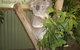 Blue Mountains Private Day Tour From Sydney With Wildlife Park And Cruise - thumb 6