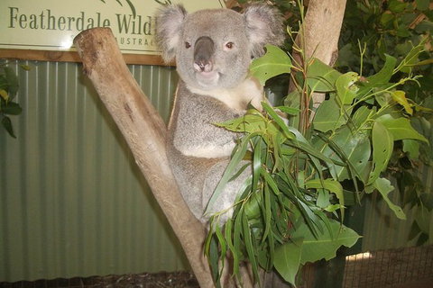 Blue Mountains Private Day Tour From Sydney With Wildlife Park And Cruise - Mackay Tourism 6