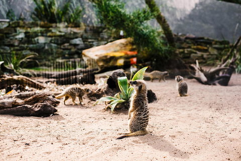 Sydney Taronga Zoo General Entry Ticket And Wild Australia Experience - Mackay Tourism 10