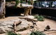 Sydney Taronga Zoo General Entry Ticket And Wild Australia Experience - thumb 11