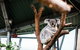 Sydney Taronga Zoo General Entry Ticket And Wild Australia Experience - thumb 2