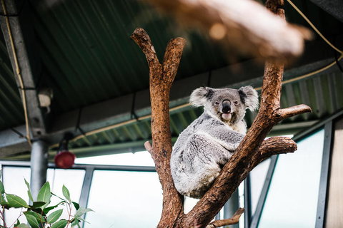 Sydney Taronga Zoo General Entry Ticket And Wild Australia Experience - Mackay Tourism 2