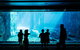 Sydney Taronga Zoo General Entry Ticket And Wild Australia Experience - thumb 3