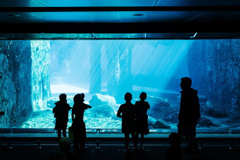 Sydney Taronga Zoo General Entry Ticket And Wild Australia Experience - Mackay Tourism 3