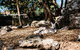 Sydney Taronga Zoo General Entry Ticket And Wild Australia Experience - thumb 7