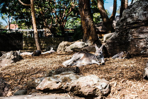 Sydney Taronga Zoo General Entry Ticket And Wild Australia Experience - Mackay Tourism 7
